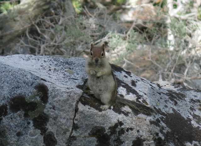 Sierra Squirrel