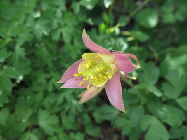 Alpine Columbine