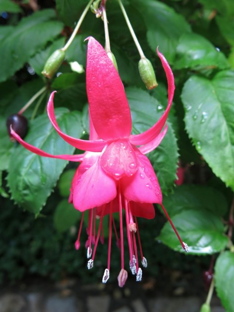 Fuchsia 