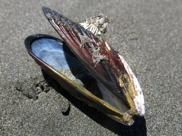 Barnacle and Mussel Shell