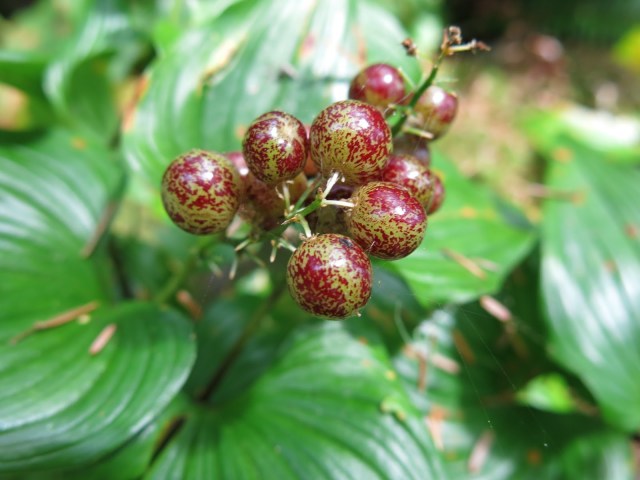 Oregon Coast Berries