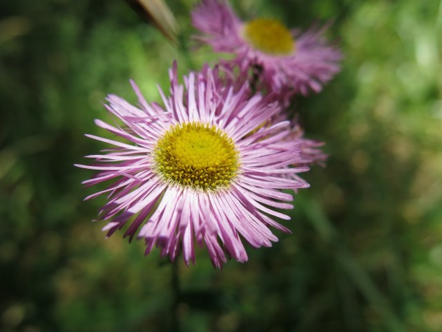 Oregon Coast Wildflowers