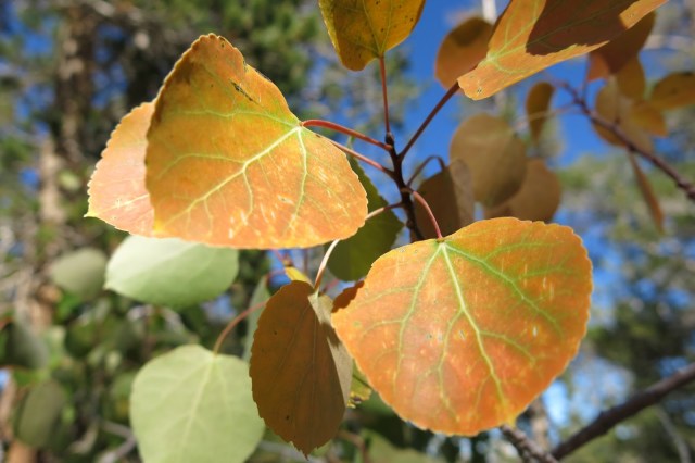 Golden Aspens