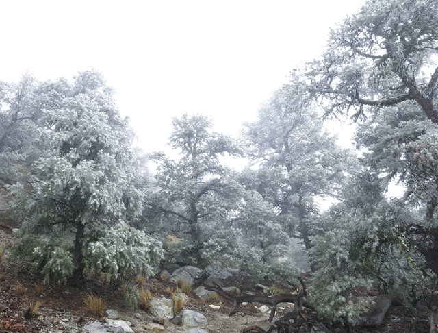 Frosted Trees Frosted Trees