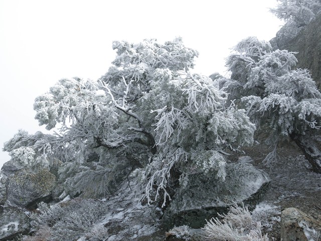 Winter Wonderland Frozen Trees on Morris Peak