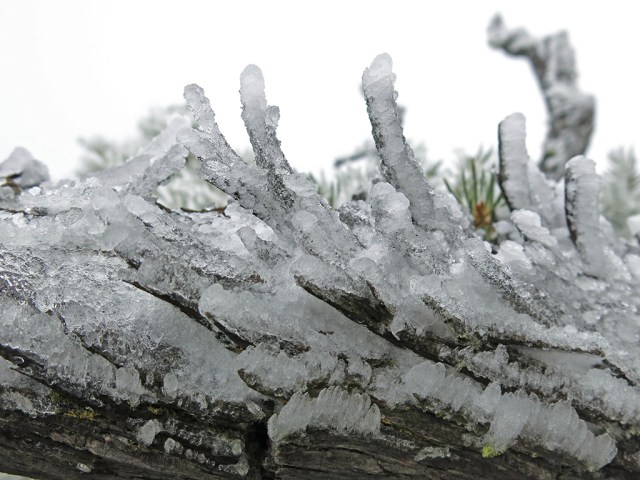Frozen Bark Frozen Bark
