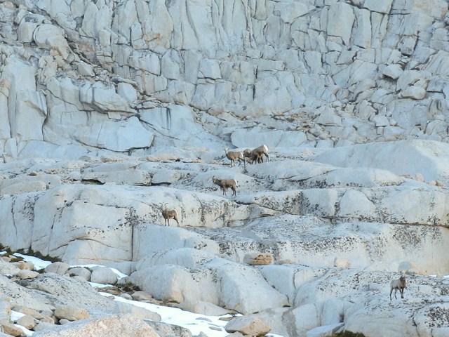 Bighorn Sheep Herd