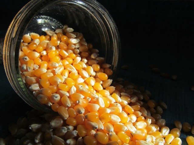 Organic Popping Corn