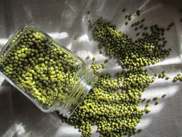 Mung Beans 2