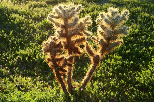 Silver Cholla
