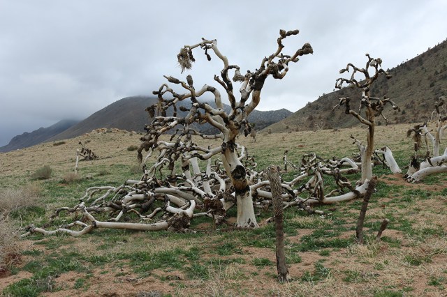 Suess-Like Landscape