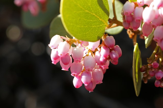 Manzanita in Bloom