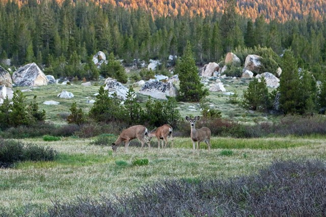Grazing Deer