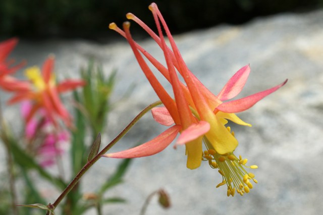 Crimson Columbine