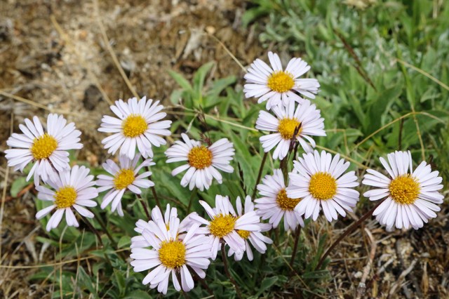 Tiny Daisies