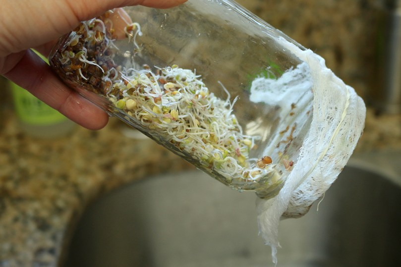 jar-sprouting-rinse1