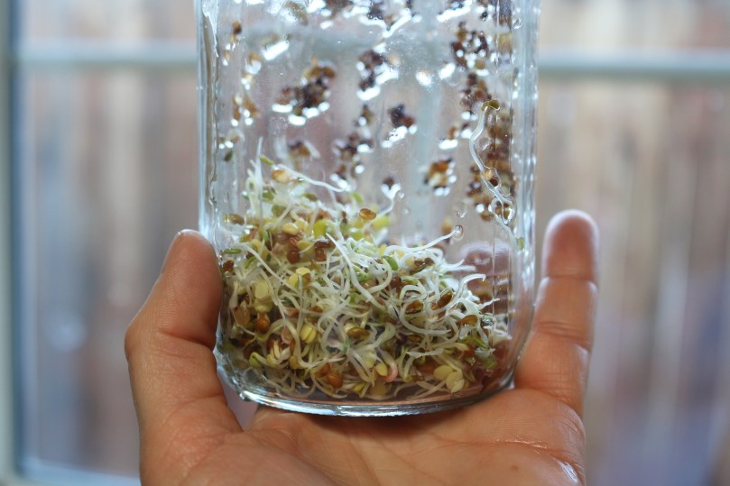 jar-sprouting-rinse2