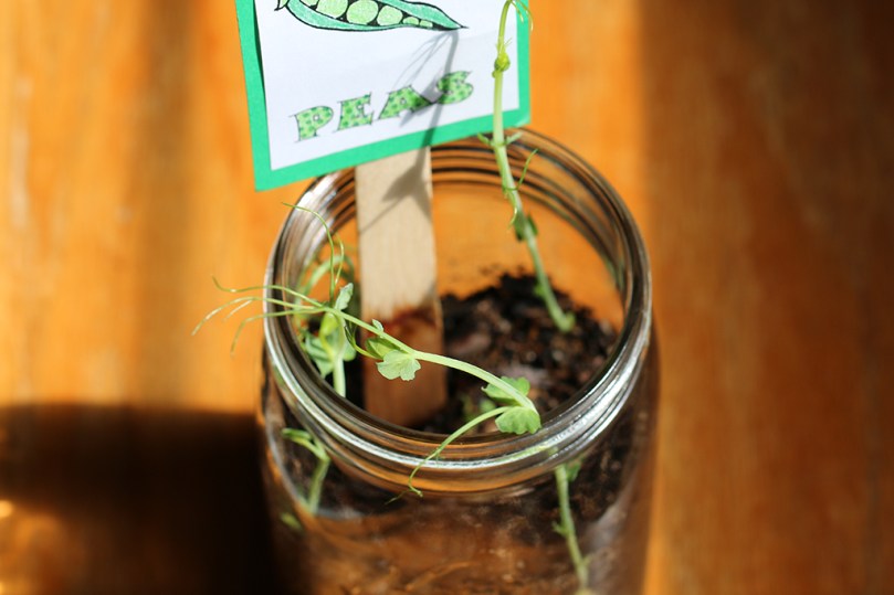 pea-seedlings