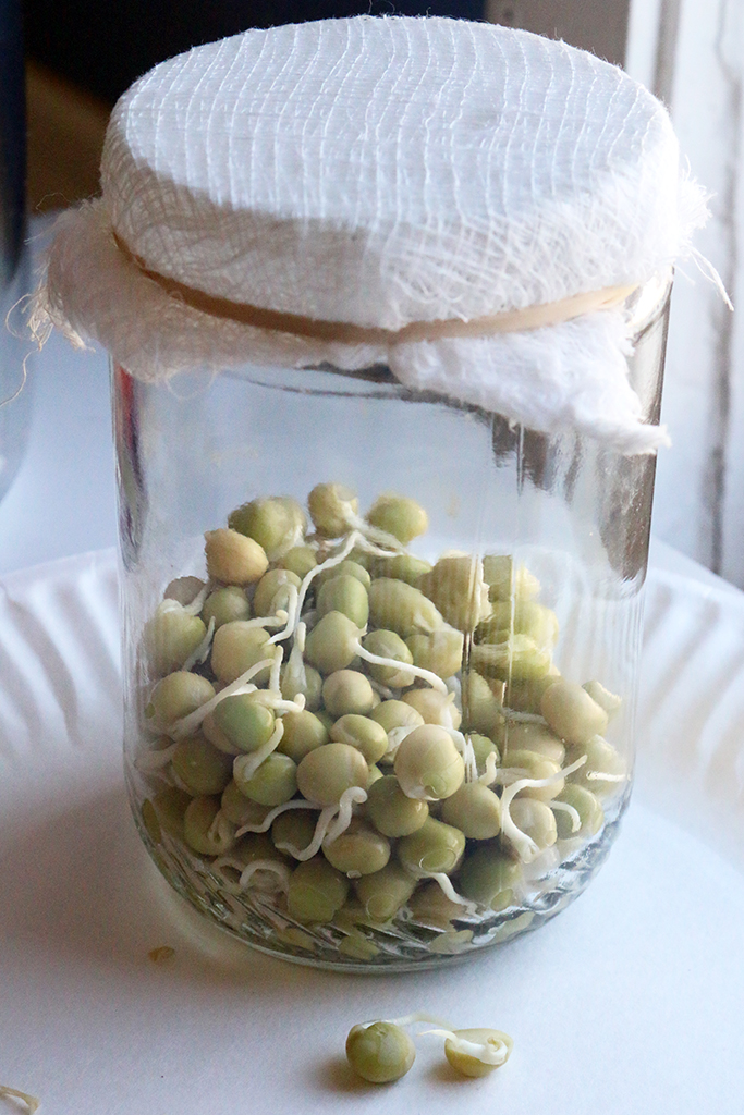 sprouted-peas