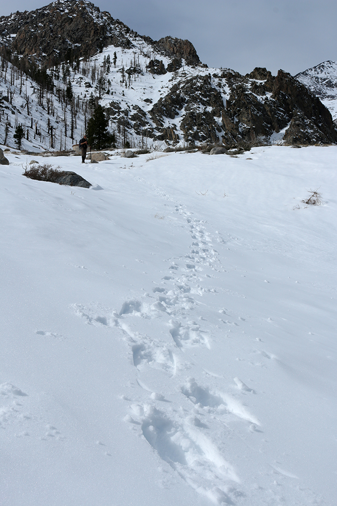 snowshoe-tracks