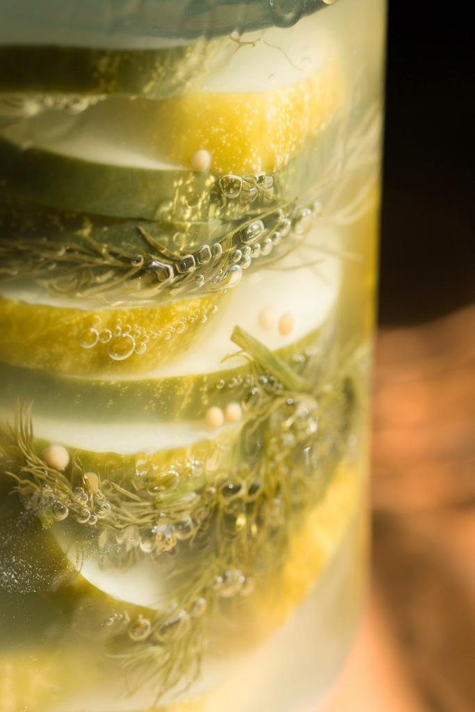 dill-pickles-ferment