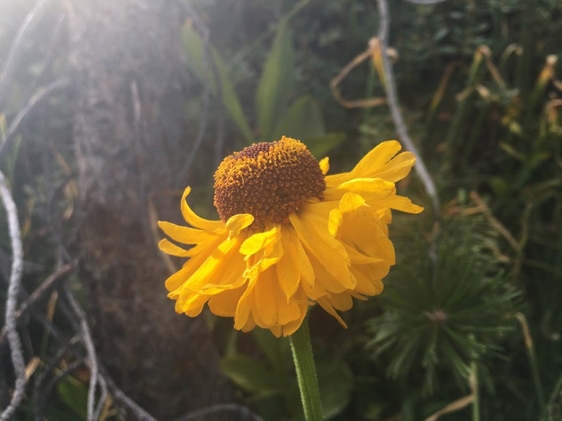 lingering-wildflowers